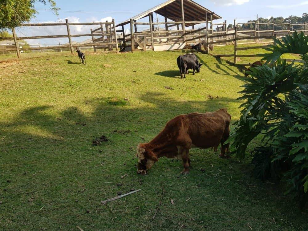 Casa de Condomínio para alugar com 3 quartos, 200m² - Foto 9